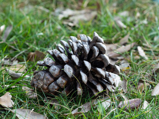 A prickly pine cone laying on the grass in a public park 