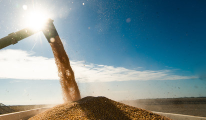 Pouring corn grain into tractor trailer after harvest