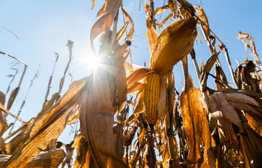 Ripe corn on stalk in field before harvest