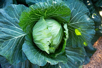 Obraz premium Closeup fresh cabbage from the vegetable garden, outdoor day light, organic vegetable