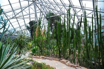 green plants in a greenhouse