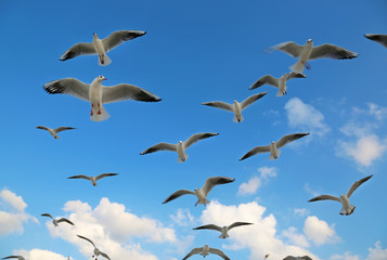 Seagulls flying in the clouds