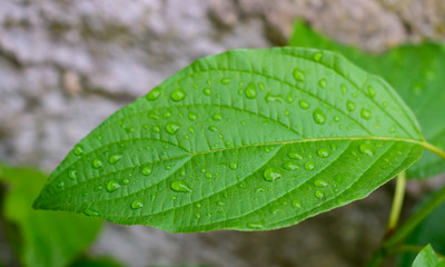 Beautiful green leaf with rain drops.Green leaf texture background.