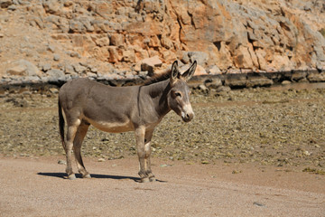 Oman, Musandam, Gulf of Oman, ancient Village of Haffa. Donkey on the beach