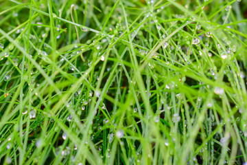 Greenery, plants and natural background concept: blurred fuzzy background with grass and dew drops.