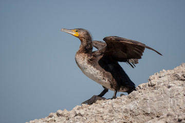 Great Cormorant Birds