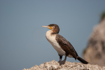 Great Cormorant Birds