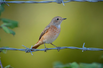 Common Redstart Birds
