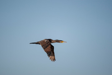 Great Cormorant Birds