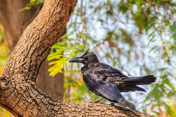 Close up black crow in the public park. Corvus corone, common black crow in the garden.