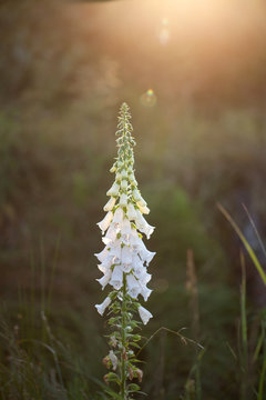 foxglove, digitalis - beautiful flower, herb blooming in the field in the beautiful sun