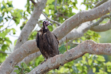 Hooded vulture (Necrosyrtes monachus)