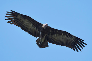 Hooded vulture (Necrosyrtes monachus)