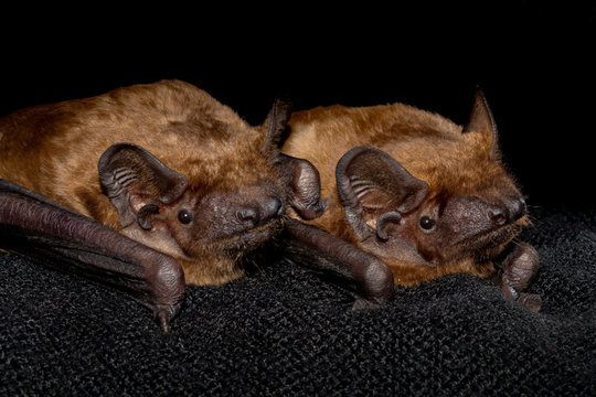 Two european bats common noctule (Nyctalus noctula) close up, macro portrait on black backround