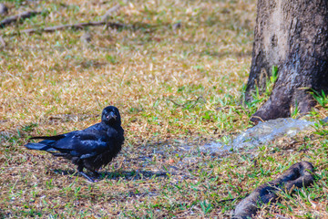 Close up black crow in the public park. Corvus corone, common black crow in the garden.
