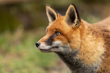 Naklejka na ściany i meble Red Fox in the forest