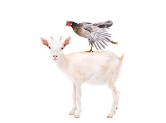 Cute goatling standing with chicken on the back isolated on white background