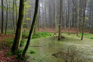 mglisty poranek w lesie, piękne bagno
