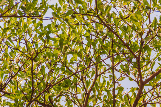 Green leaf background of Terminalia ivorensis tree. Under view of the Terminalia ivorensis Chev tree.