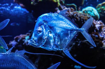 Tiefseefisch leuchtet blau Ozean Fisch