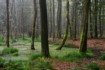 mglisty poranek w lesie, piękne bagno