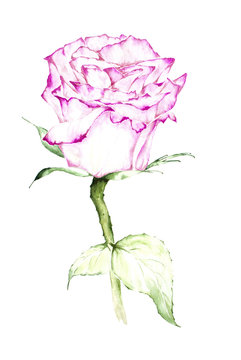 Pink rose watercolor painting - Illustration.