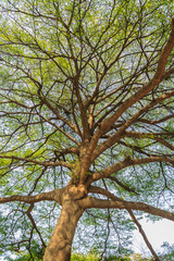Green leaf background of Terminalia ivorensis tree. Under view of the Terminalia ivorensis Chev tree.