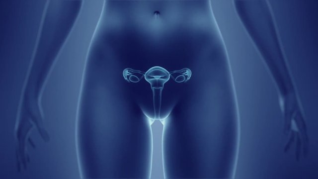 Female reproductive system scientific anatomy diagram.