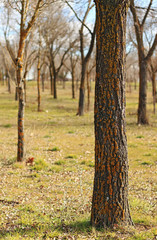 Fototapeta premium Trees in the forest