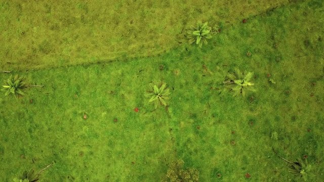 Descending aerial shot over a coyol palm tree in the Brazilian jungle, known as macauba main source of oil production
