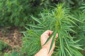 the guy inspects a bush of wild hemp