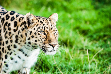 An Amur Leopard, also known as the far east leopard is a leopard native to parts of Russia and China and classified as critically endangered.