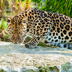An Amur Leopard, also known as the far east leopard is a leopard native to parts of Russia and China and classified as critically endangered.