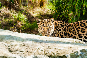 An Amur Leopard, also known as the far east leopard is a leopard native to parts of Russia and China and classified as critically endangered.