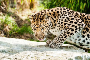 Naklejka na ściany i meble An Amur Leopard, also known as the far east leopard is a leopard native to parts of Russia and China and classified as critically endangered.