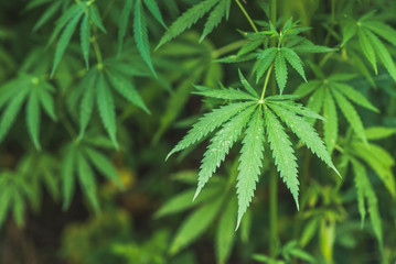 fresh marijuana leaves growing in nature by the road