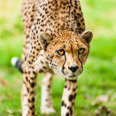 A Cheetah. The fastest land mammal on the planet.