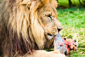 A magnificent Lion at meal time.