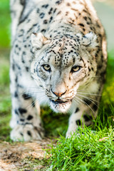 The snow leopard or ounce is a large cat native to the mountain ranges of Central and South Asia. It is listed as Vulnerable on the IUCN Red List of Threatened Species