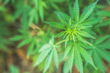 fresh marijuana leaves growing in nature by the road