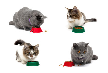 different cats eat food from a bowl on a white background
