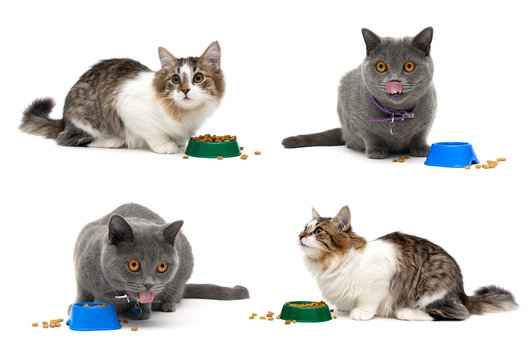 Cats eat food from a bowl on a white background