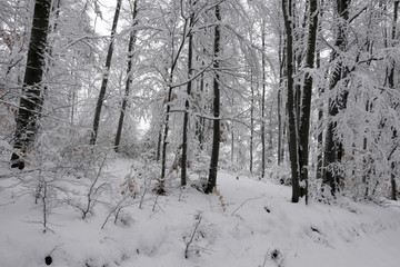 Snowy winter forest. Wet snow is clinging to the branches of the trees. Beautiful white winter fairy tale.