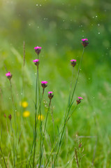green field of pink flowers
