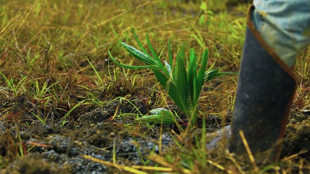 Oil plantation farm workers on the field, taking care, hoeing young coyol / macauba palm tree seedlings