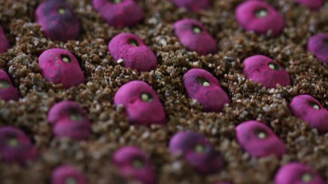 Handheld shot with soft focus of Coyol palm seeds planted in the ground
