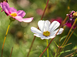 cosmos shiny in sunlight with grest bokeh 