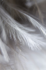 white feather macro
