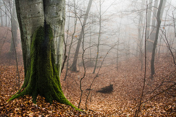 mglisty poranek w lesie, jesień - obrazy, fototapety, plakaty