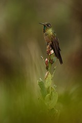 Bronze-tailed thornbill sitting on branch, hummingbird from tropical forest,Colombia,bird perching,tiny beautiful bird resting on flower in garden,clear background,nature scene,wildlife, exotic